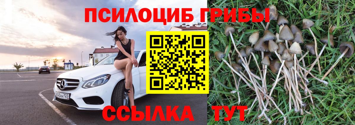 Псилоцибиновые грибы Psilocybe  Вход с VPN  Арсеньев 
